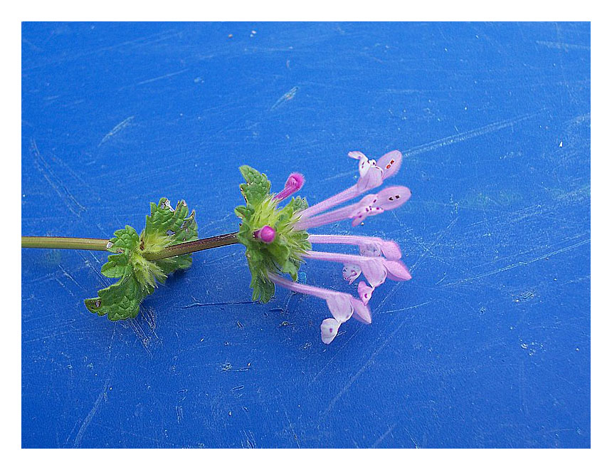 I prati sono in fiore. Salvia verbenaca, Lamium amplexicaule